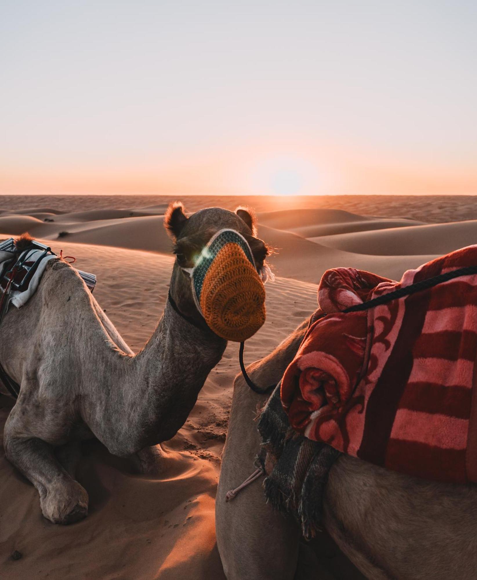 Hamood Desert Private Camp Al Wāşil Екстериор снимка