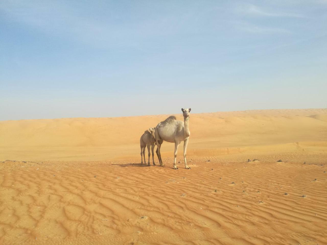 Hamood Desert Private Camp Hotel Al Wāşil Екстериор снимка